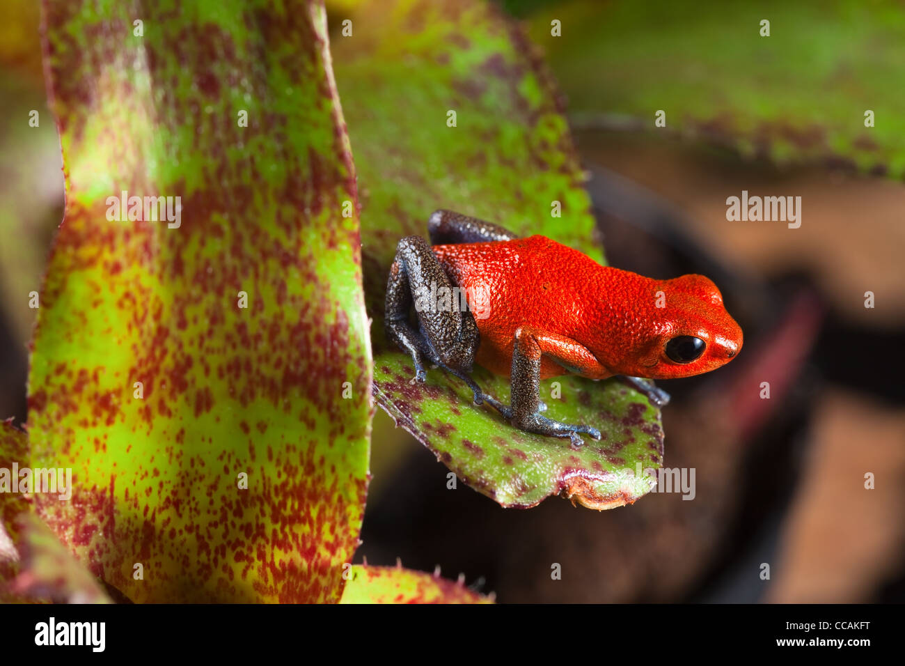 red poison dart frog Oophagus pumilio, on border of Panama and Costa Rica Stock Photo