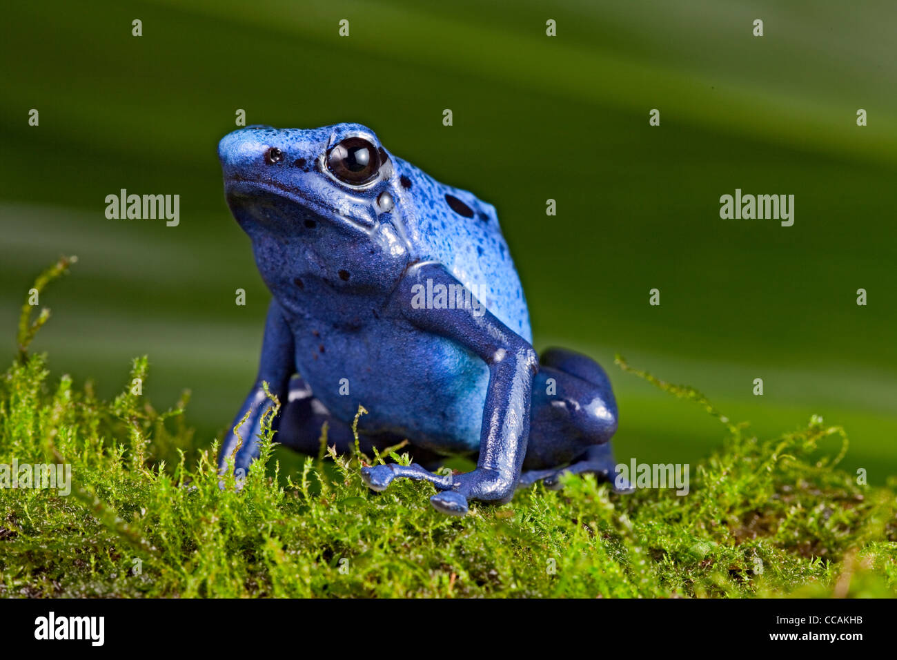 blue poison dart frog Dendrobates azureus, Suriname South America amazon rain forest Stock Photo