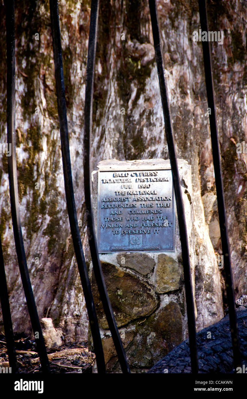 The Senator bald cypress tree marker after fire through twisted iron bars, Big Tree Park,FL Stock Photo