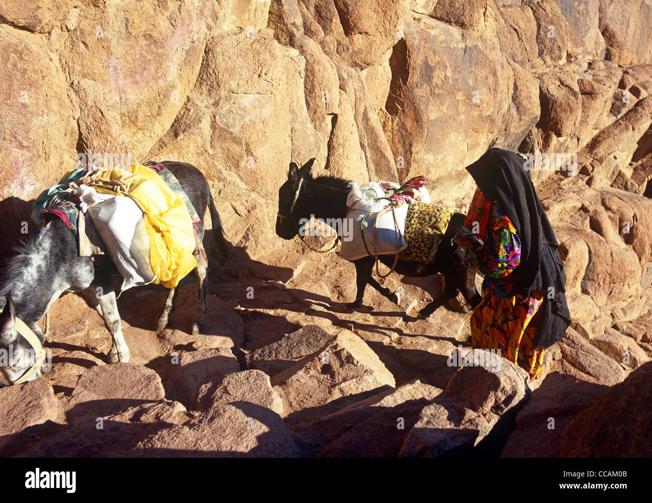 Beduin Woman With Donkey Mount Sinai Egypt, Stock Photo