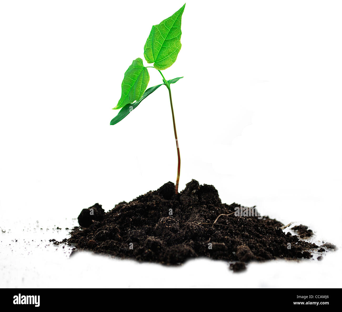 a young tree with soil on white background Stock Photo - Alamy