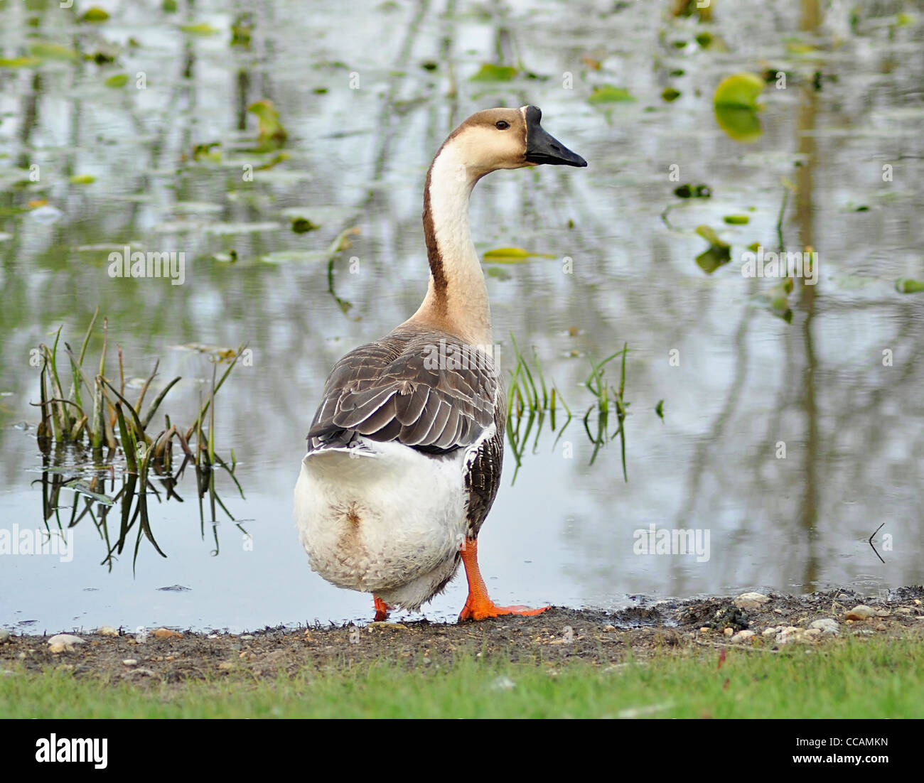Posing goose hi-res stock photography and images - Alamy