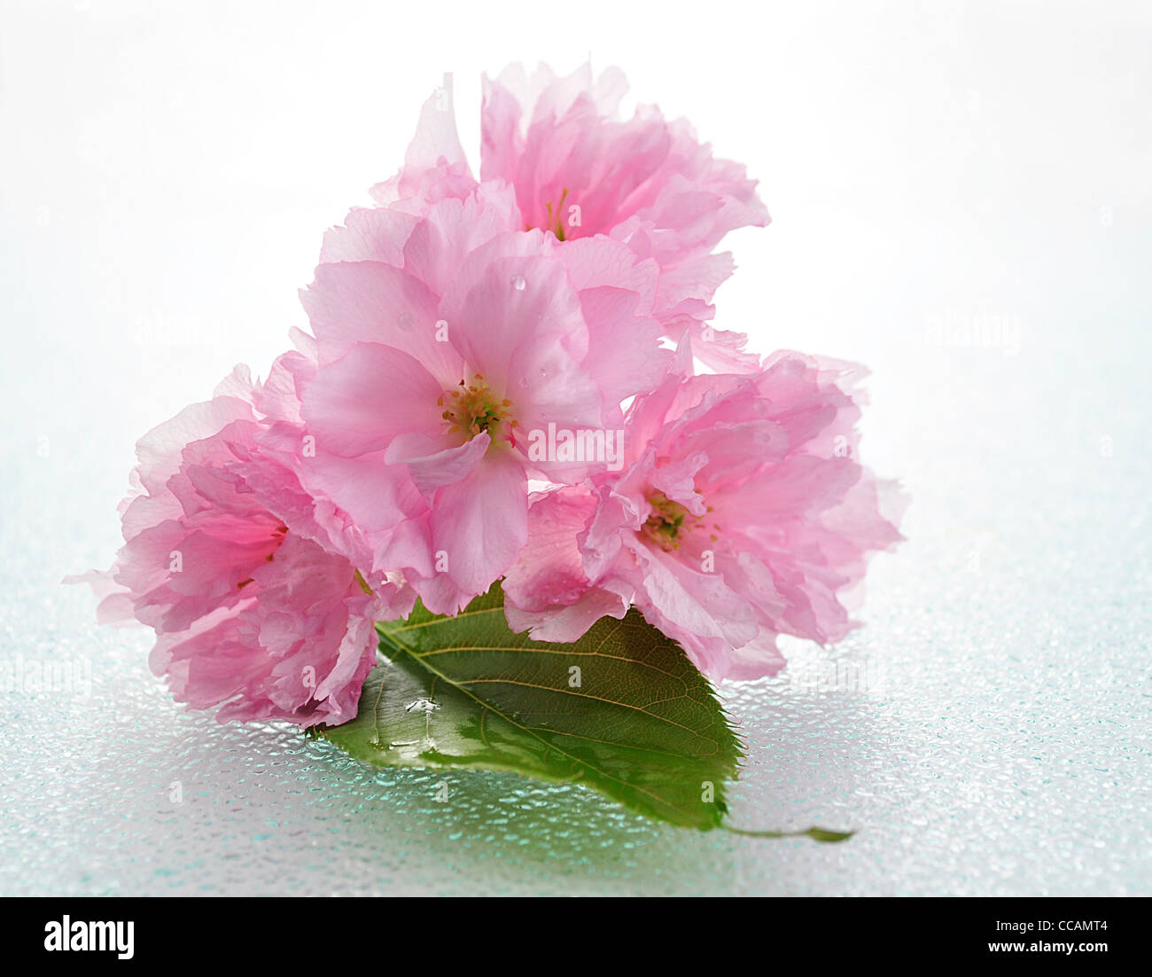 Pink cherry blossom close hi-res stock photography and images - Alamy