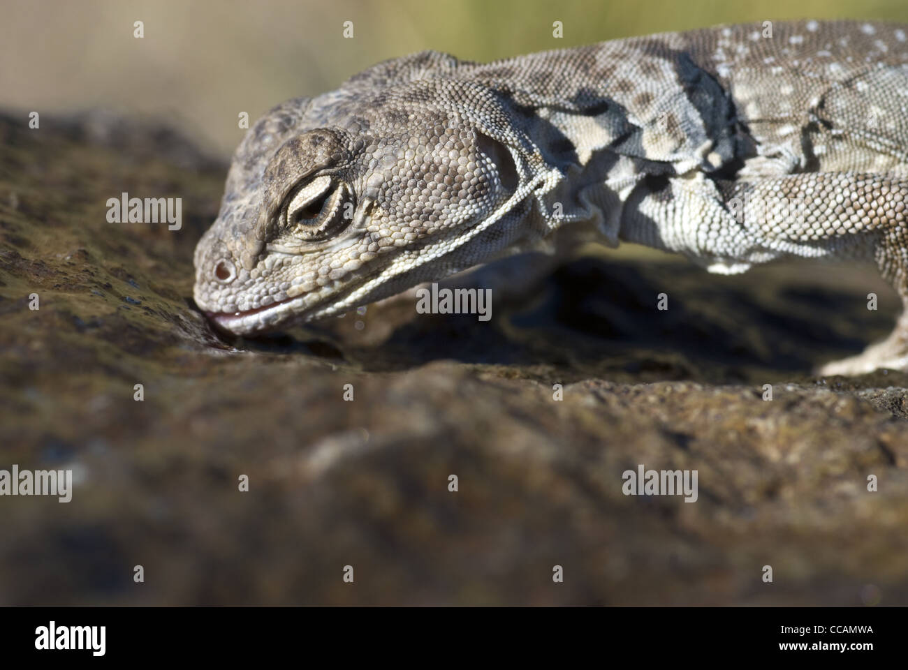 Eastern Collared Lizard, (Crotaphytus collaris), drinking water from