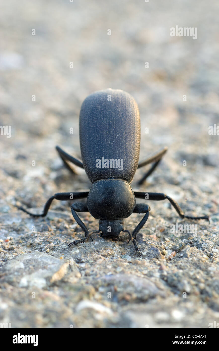 Darkling Beetles, (Eleodes sp.), Petroglyph National Monument
