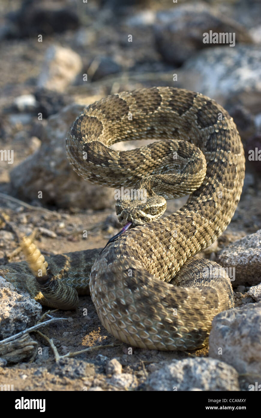Prairie Rattlesnake Book Prairie Rattlesnake, (Crotalus viridis), Petroglyph National Monument ...