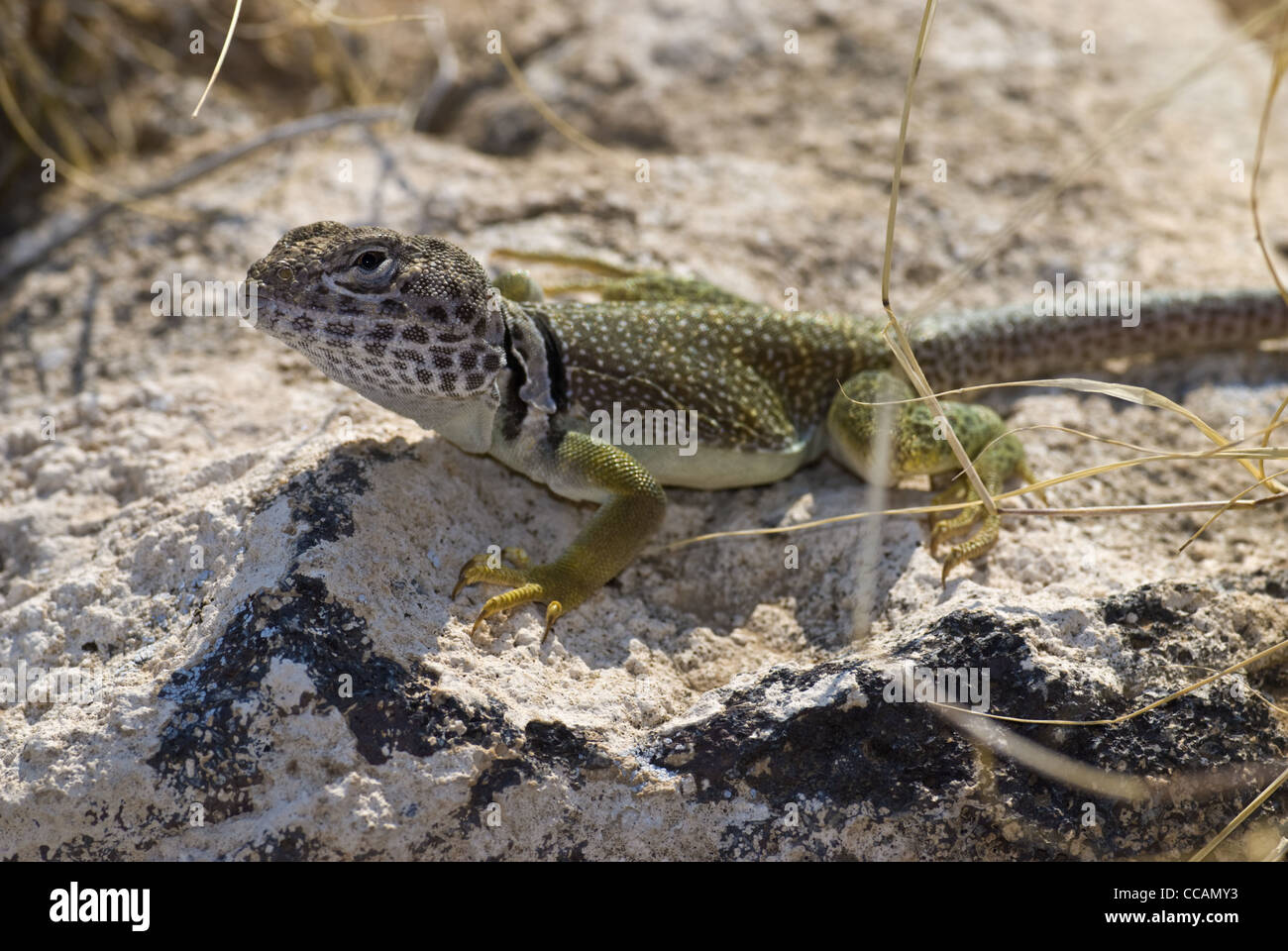 Eastern Collared Lizard, (Crotaphytus collaris), Petroglyph National