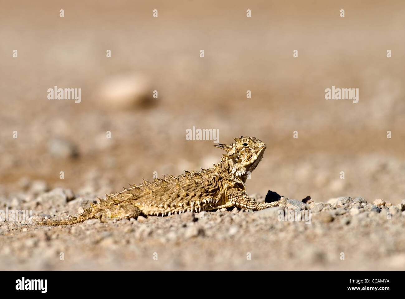 Horned lizard hires stock photography and images Alamy