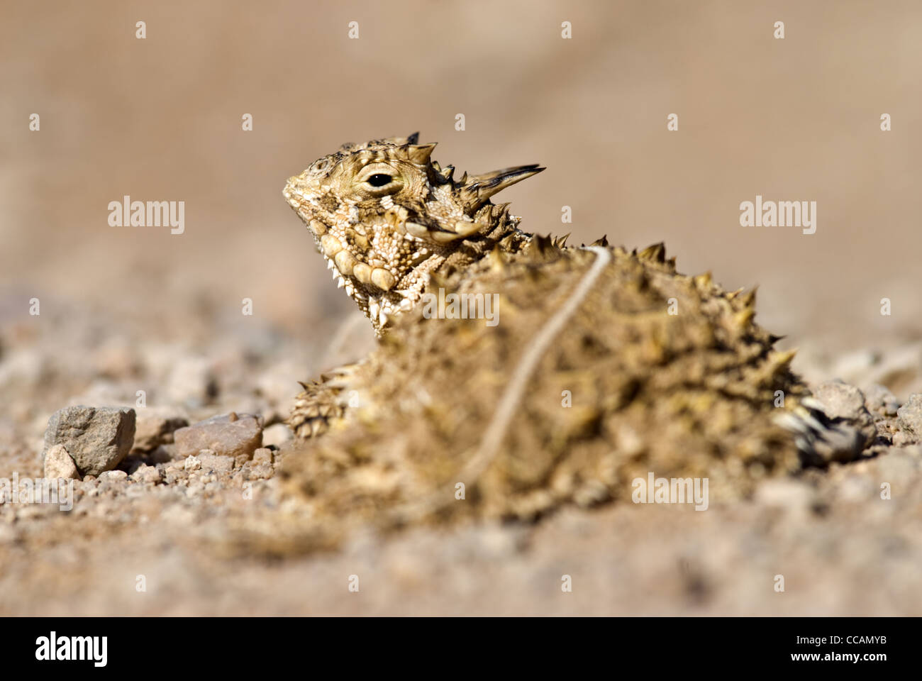 Horned lizard hires stock photography and images Alamy