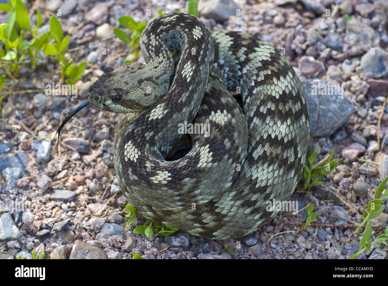 Northern Black-tailed Rattlesnake, (Crotalus molossus molossus), Quebradas, Socorro county, New Mexico, USA. Stock Photo