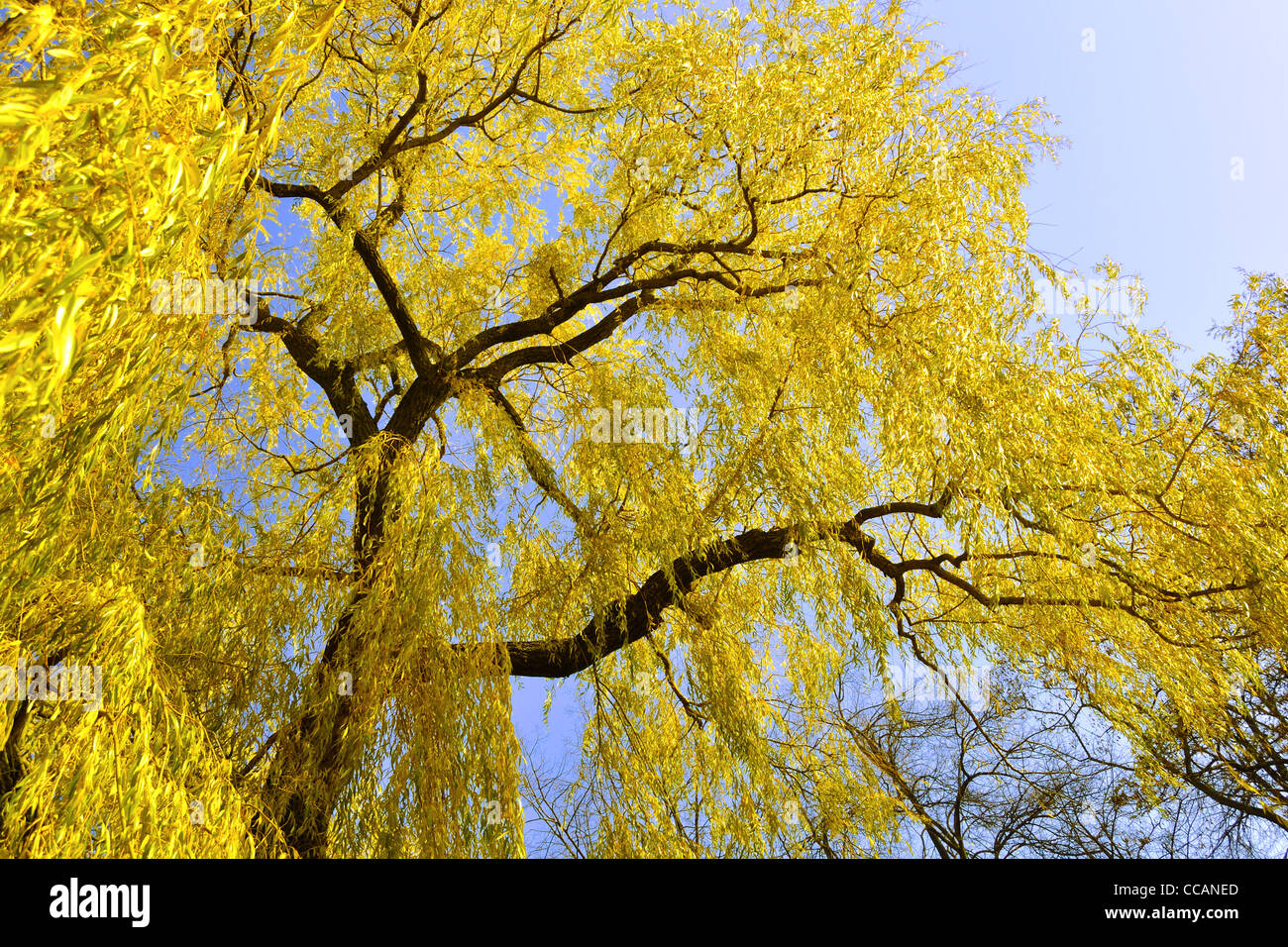 big bright yellow willow tree over blue sky Stock Photo