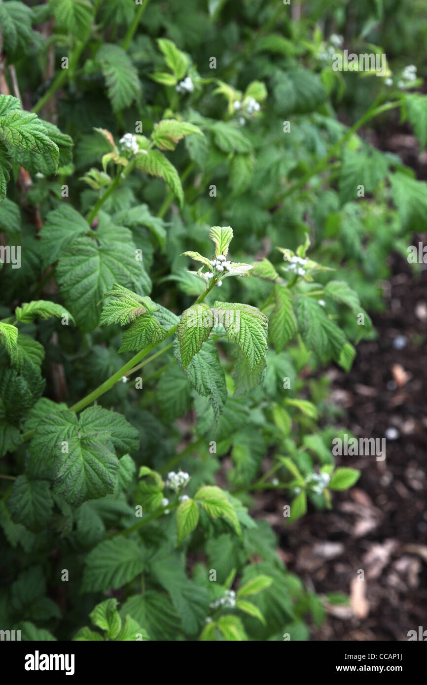 raspberry malling jewel Stock Photo Alamy