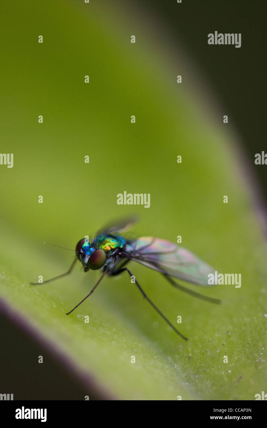Long-legged fly sitting on a leaf, Penonome, Cocle province, Republic of Panama Stock Photo