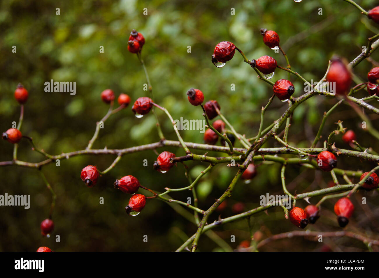 Rose hip bush hi-res stock photography and images - Alamy
