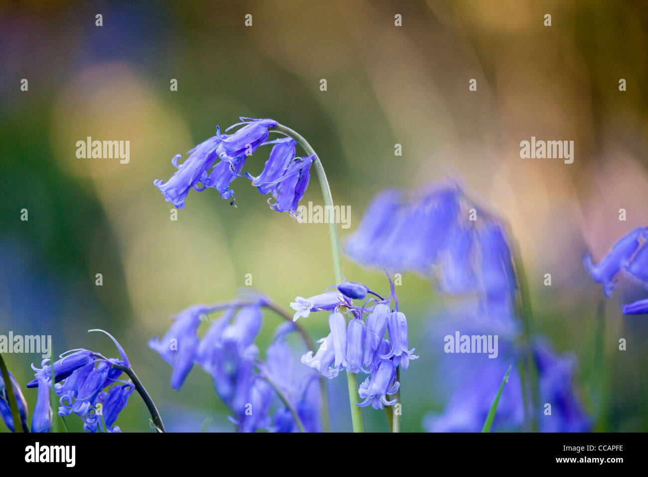 Spring bluebells (hyacinthoides non scripta), County Fermanagh, Northern Ireland, UK. Stock Photo