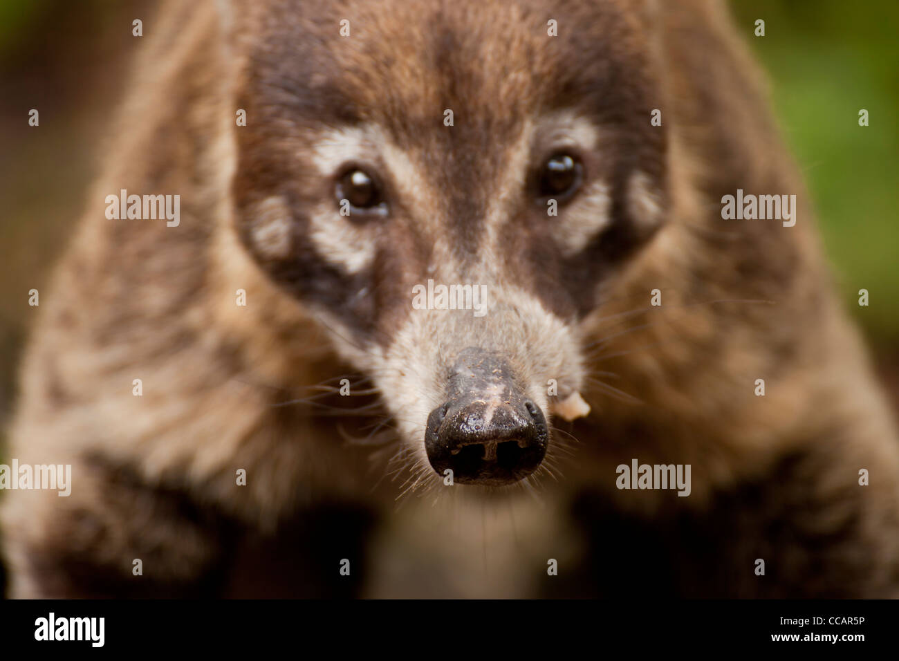 white-nosed coati (Nasua narica), Montezuma, Nicoya Peninsula, Costa Rica, Central America Stock Photo