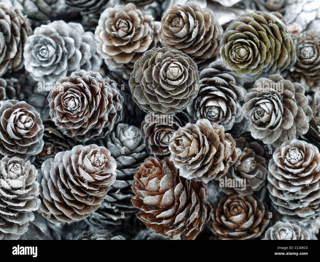 Background of frosted larch cones Stock Photo