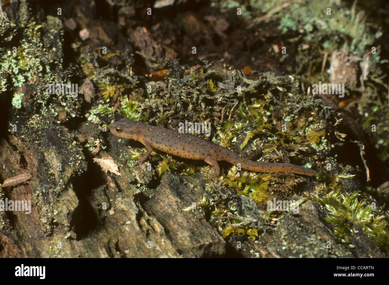 Red Spotted Newt. Notophthalmus viridescens Ontario. Canada Stock Photo