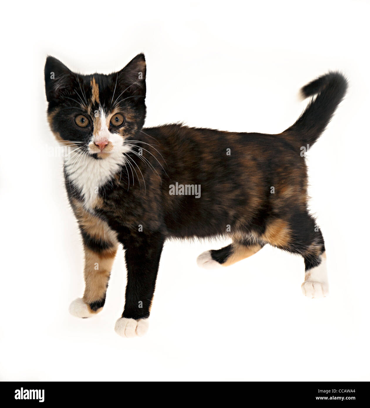 Kitten eleven weeks old walking on white background, UK Stock Photo