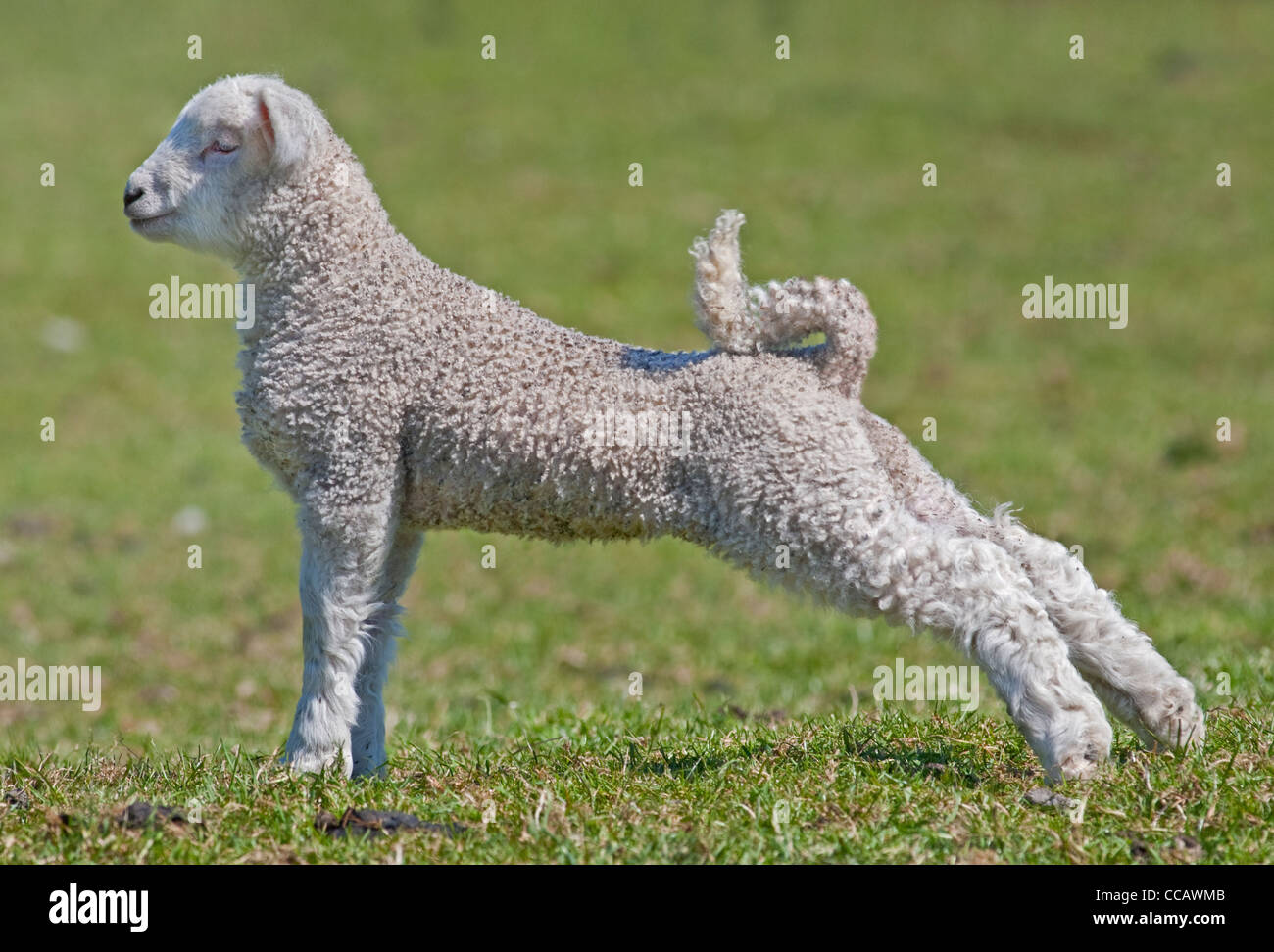 White Lamb stretching, UK Stock Photo