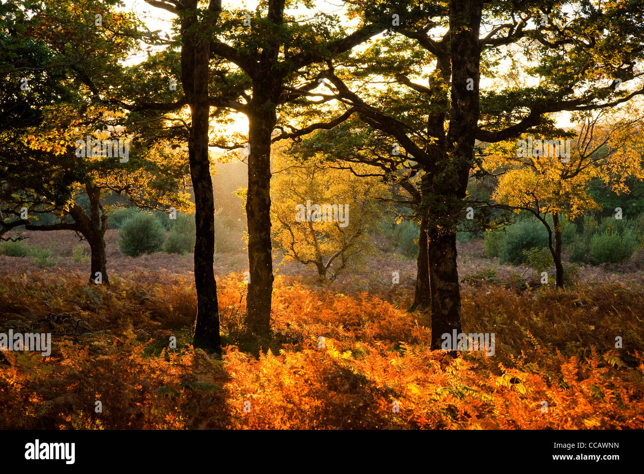 Evening light on autumn oak wood, Erriff Woods, County Mayo, Ireland. Stock Photo