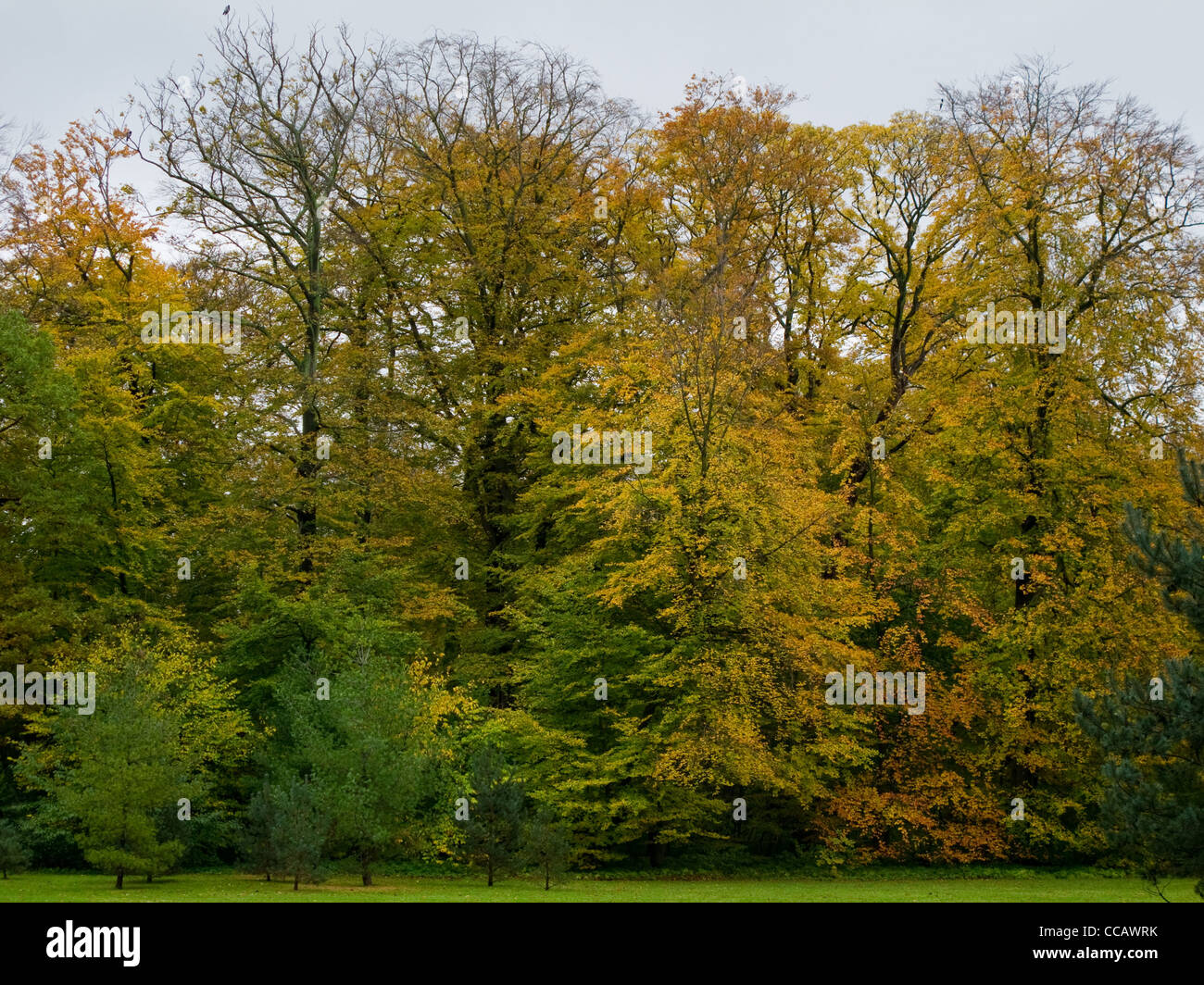 Beech trees and coniferous trees in autumn with colored leaves Stock