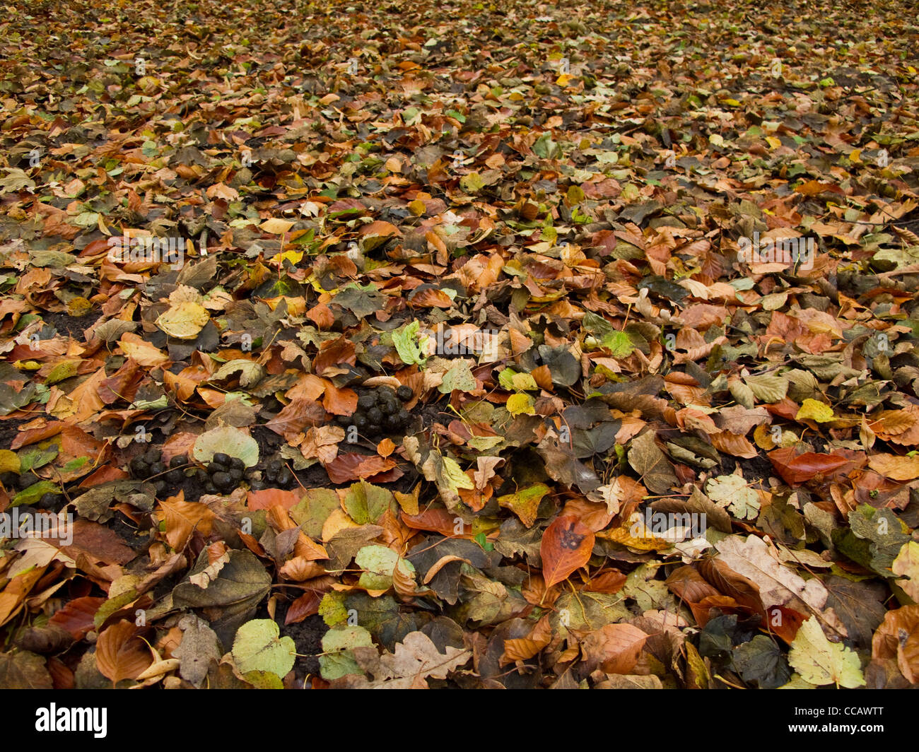 Forest floor in autumn covered by leaves and with deer feces in foreground Stock Photo