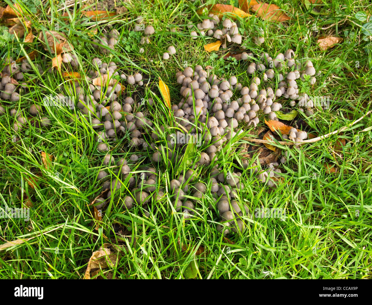 Small toadstools in a lawn originating in the underground roots of a felled tree. Stock Photo