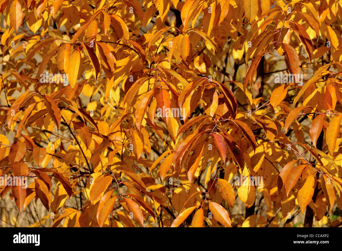 Autumn colors in the forest Stock Photo - Alamy