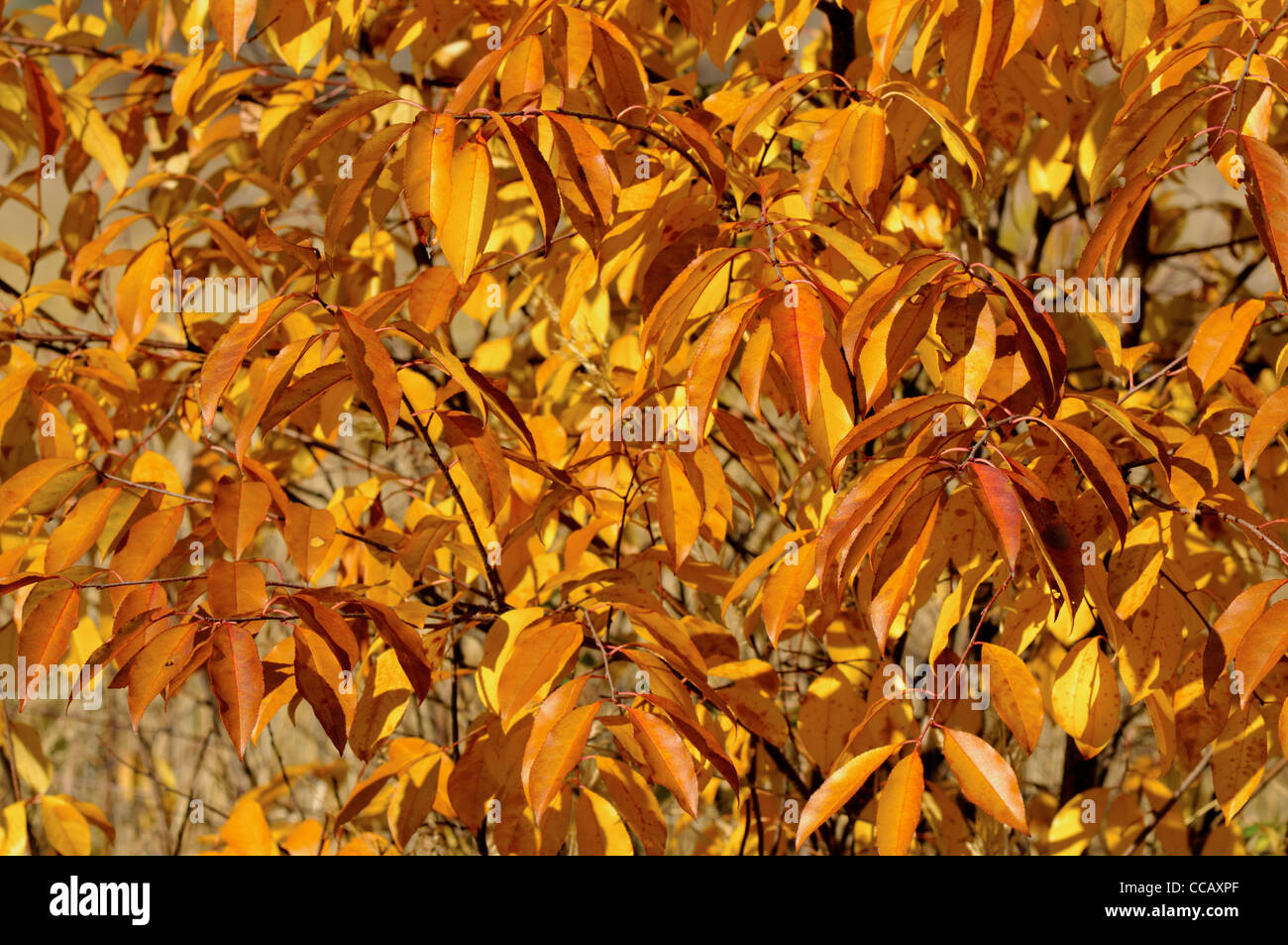 Autumn colors in the forest Stock Photo - Alamy