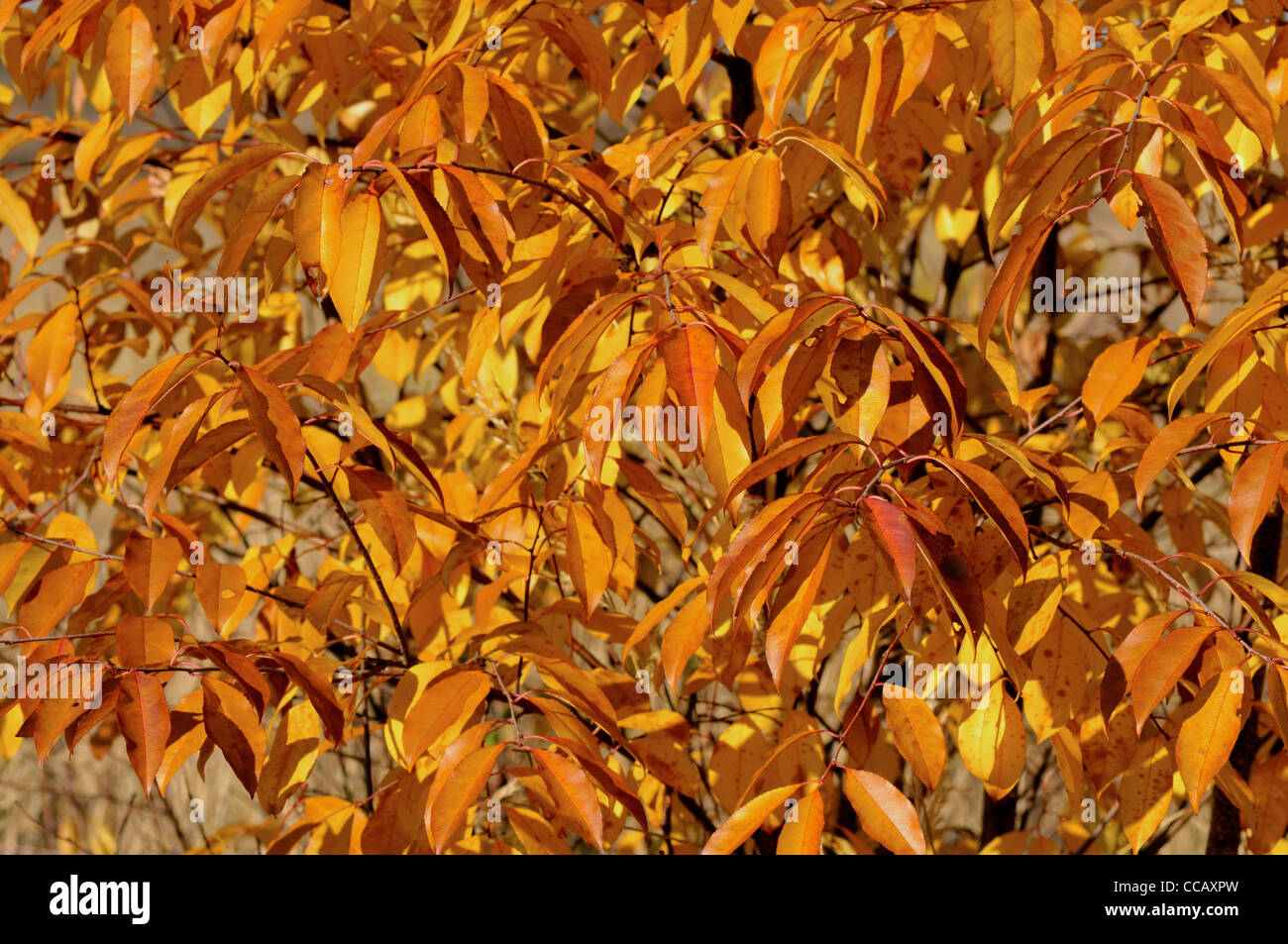 Autumn colors in the forest Stock Photo - Alamy