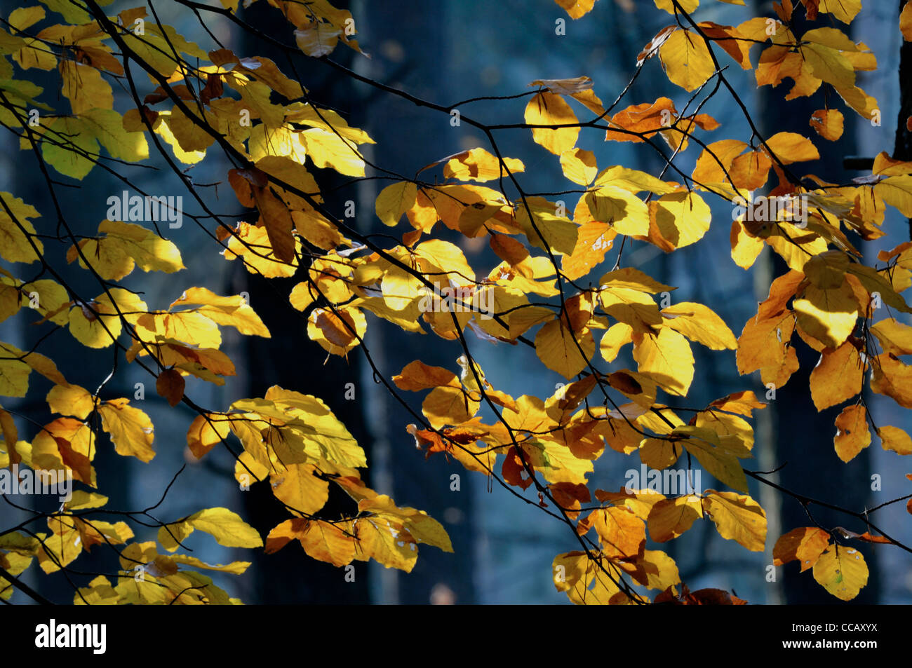 Autumn colors in the forest Stock Photo - Alamy