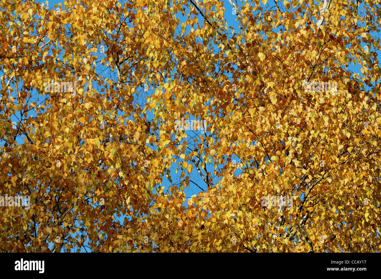 Autumn colors in the forest Stock Photo - Alamy