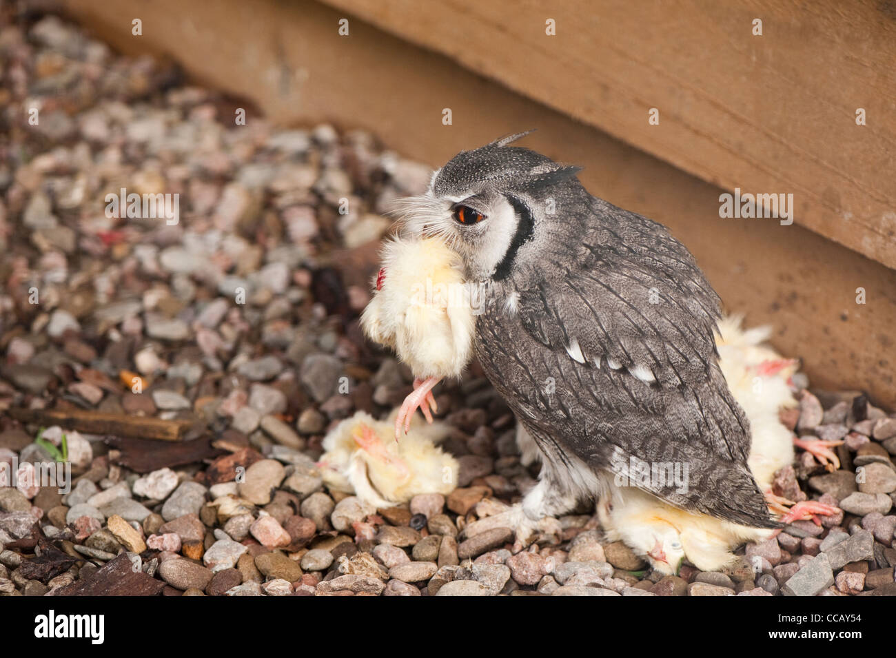 Northern White-faced Scops Owl, Ptilopsis leucotis Stock Photo