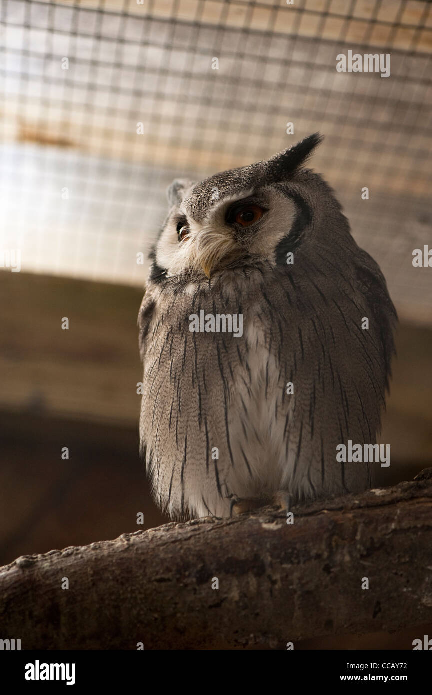 Northern White-faced Scops Owl, Ptilopsis leucotis Stock Photo