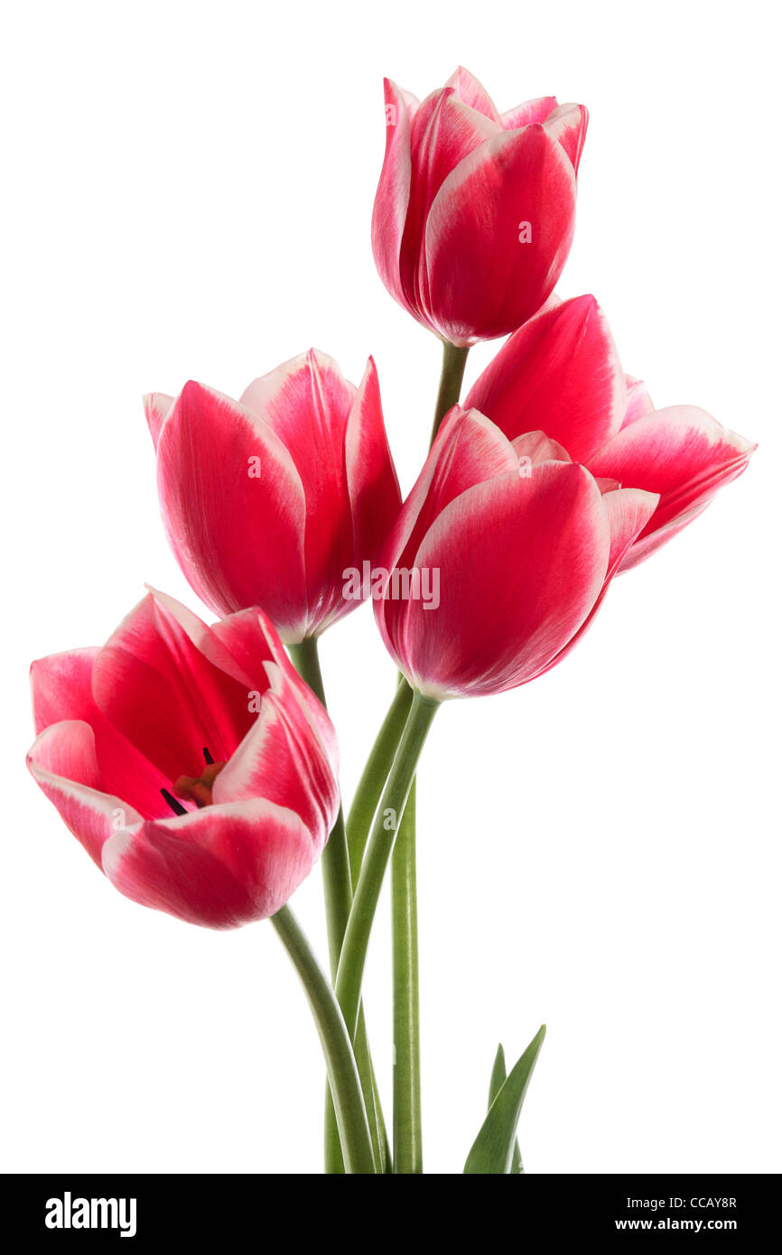 Beautiful bouquet of tulips on a white background Stock Photo - Alamy