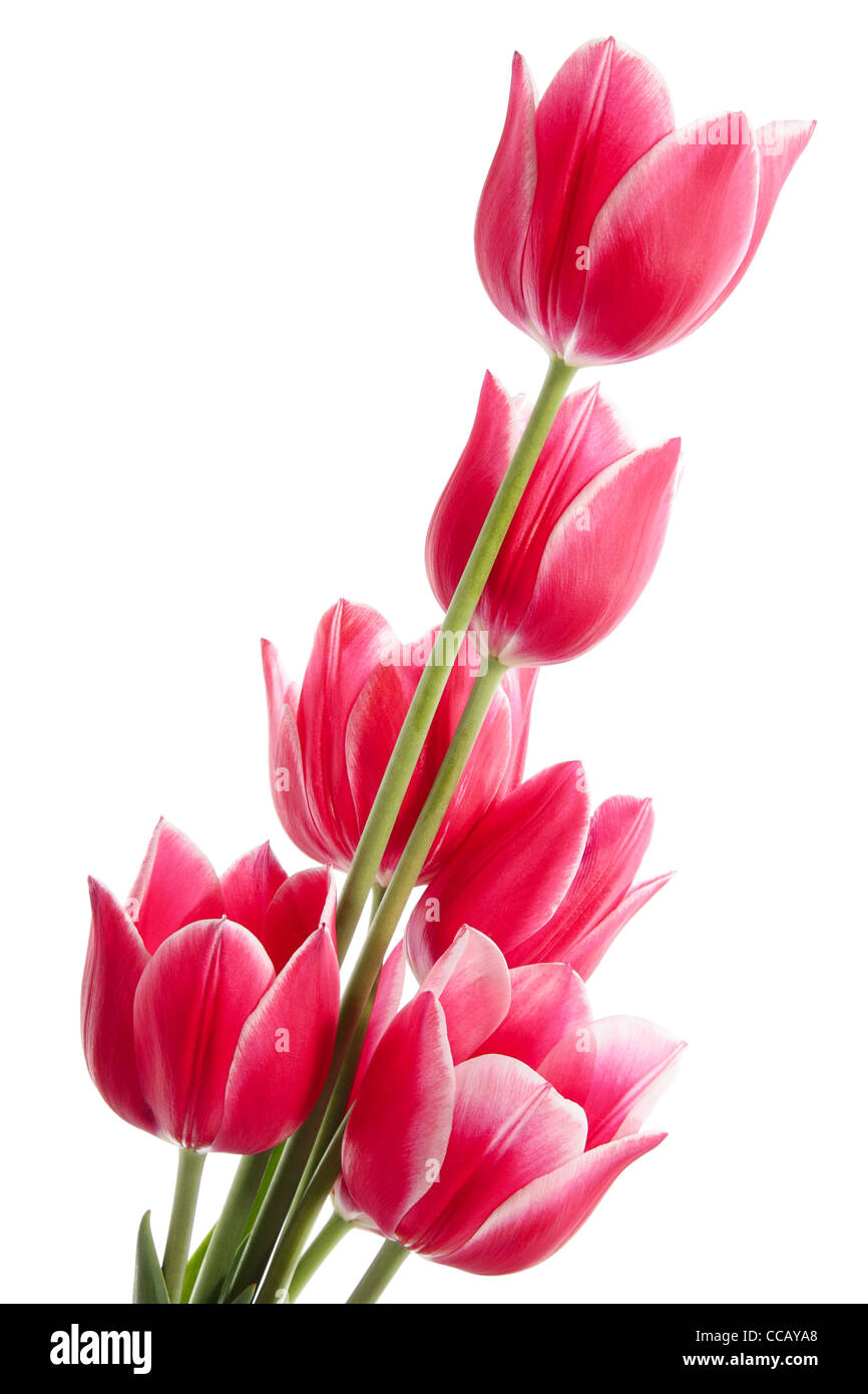 Beautiful bouquet of tulips on a white background Stock Photo - Alamy