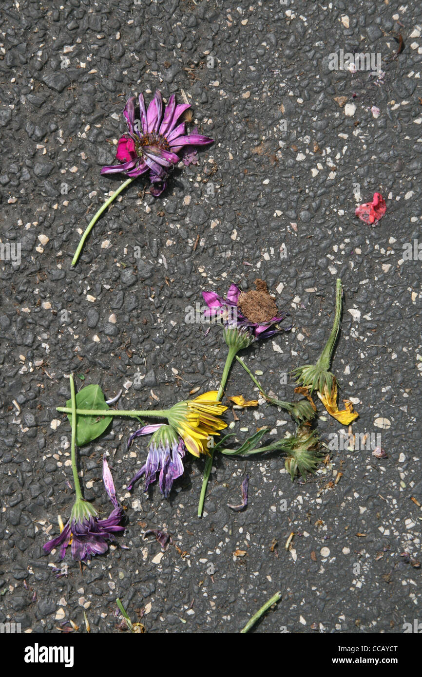Dry dead flowers on floor hi-res stock photography and images - Alamy