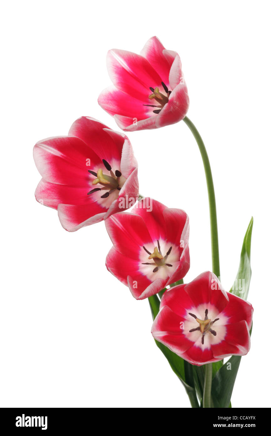 Bouquet of tulip on a white background Stock Photo - Alamy
