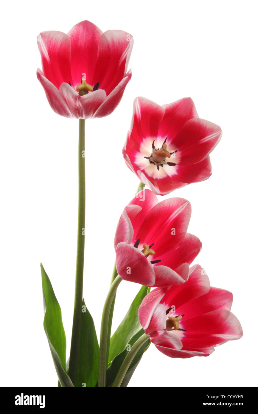 Bouquet of tulip on a white background Stock Photo - Alamy