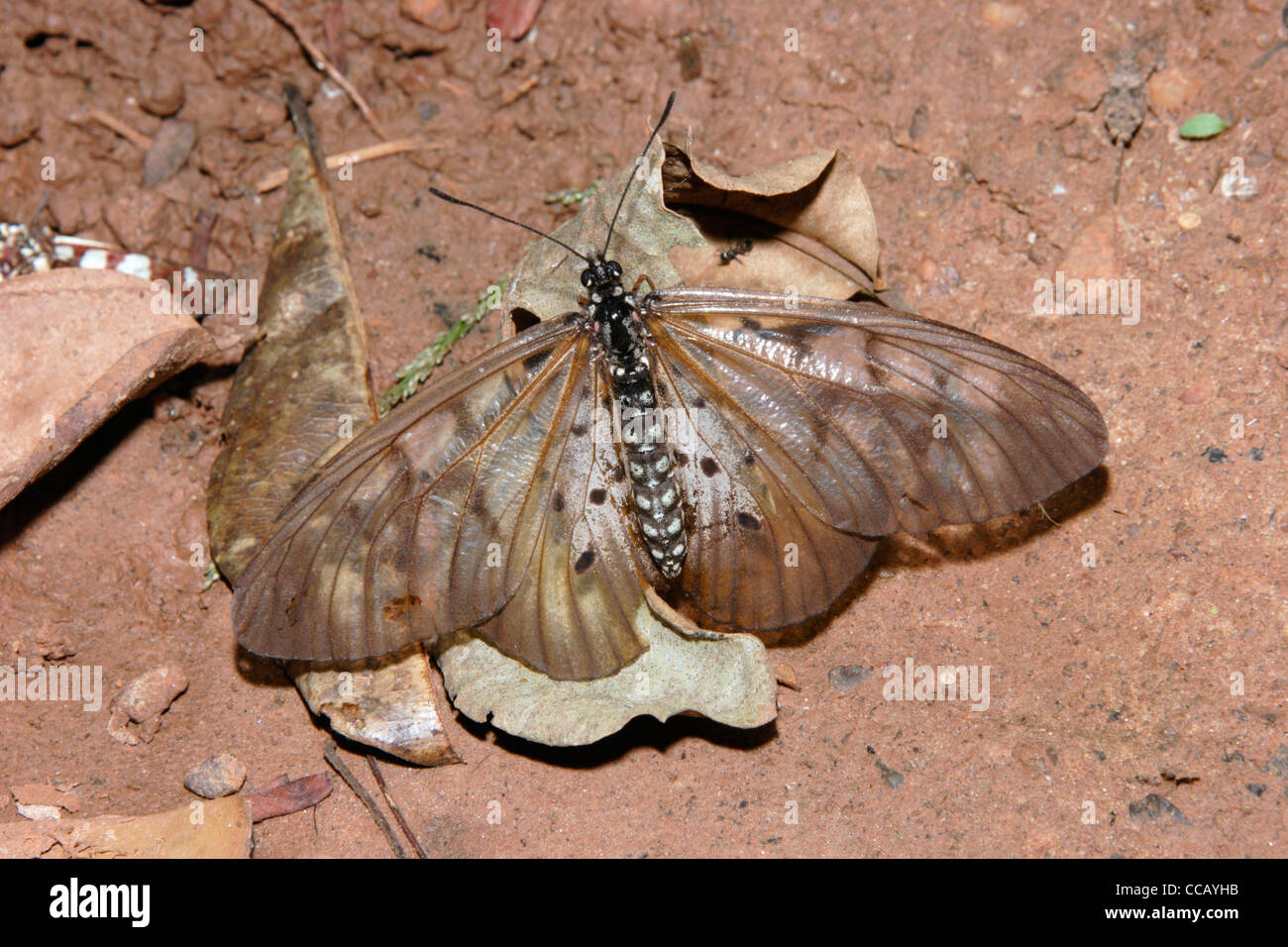 Butterfly (Acraea pentapolis: Acraeidae) puddling in rainforest, Ghana. Stock Photo