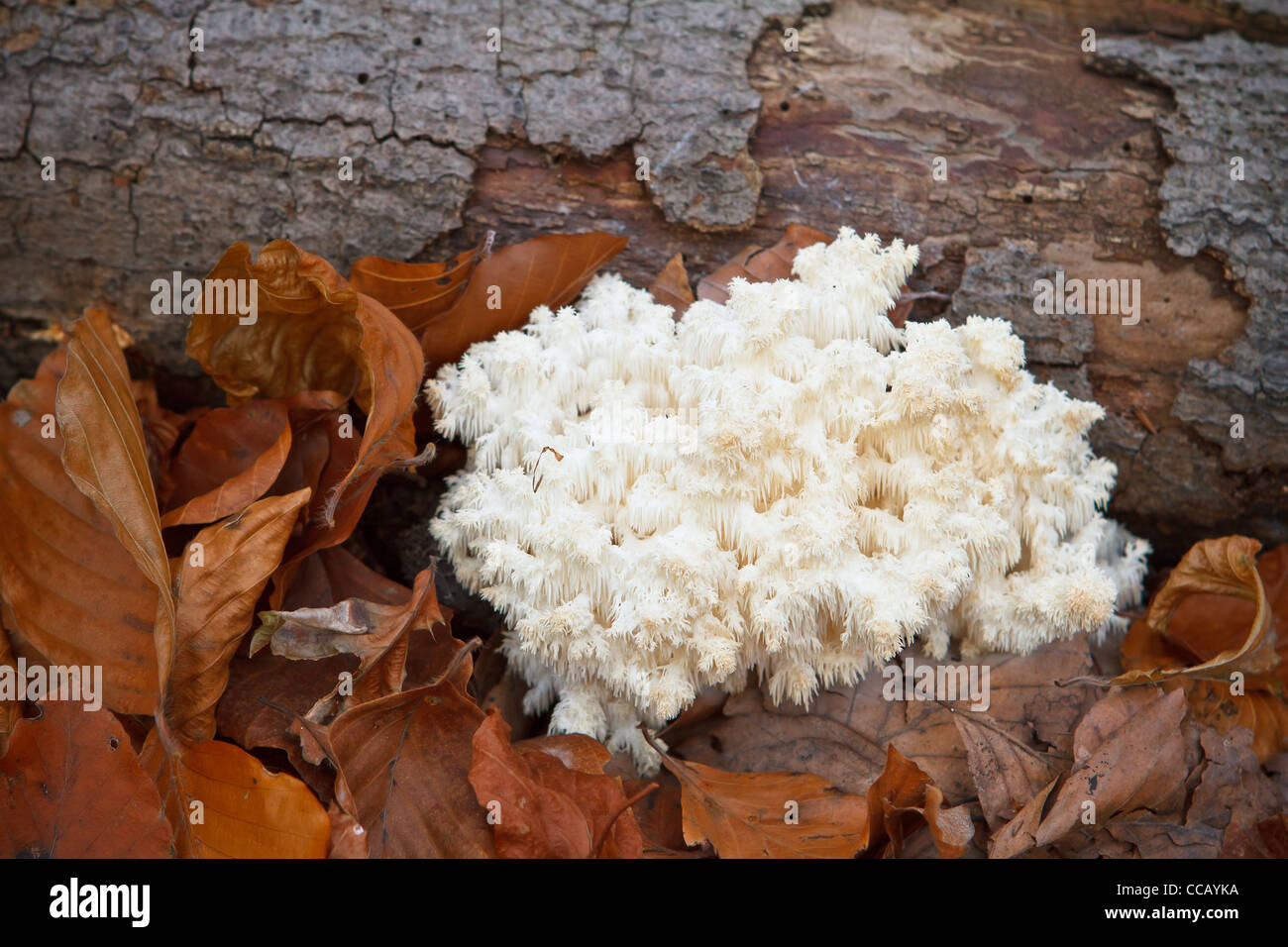 Coral tooth (Hericium coralloides, Hericium clathroides) on dead wood. Stock Photo