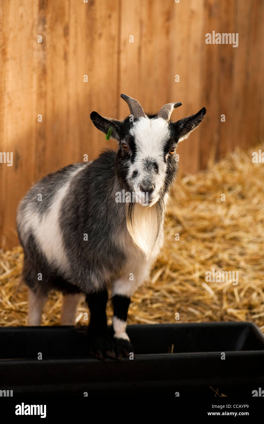 pygmy goats for sale scotland Slew Blogging Lightbox