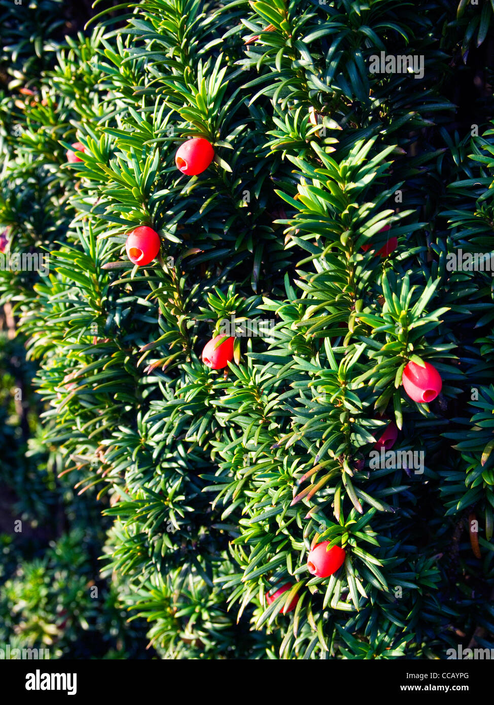 Red berries of the Irish Yew tree Stock Photo