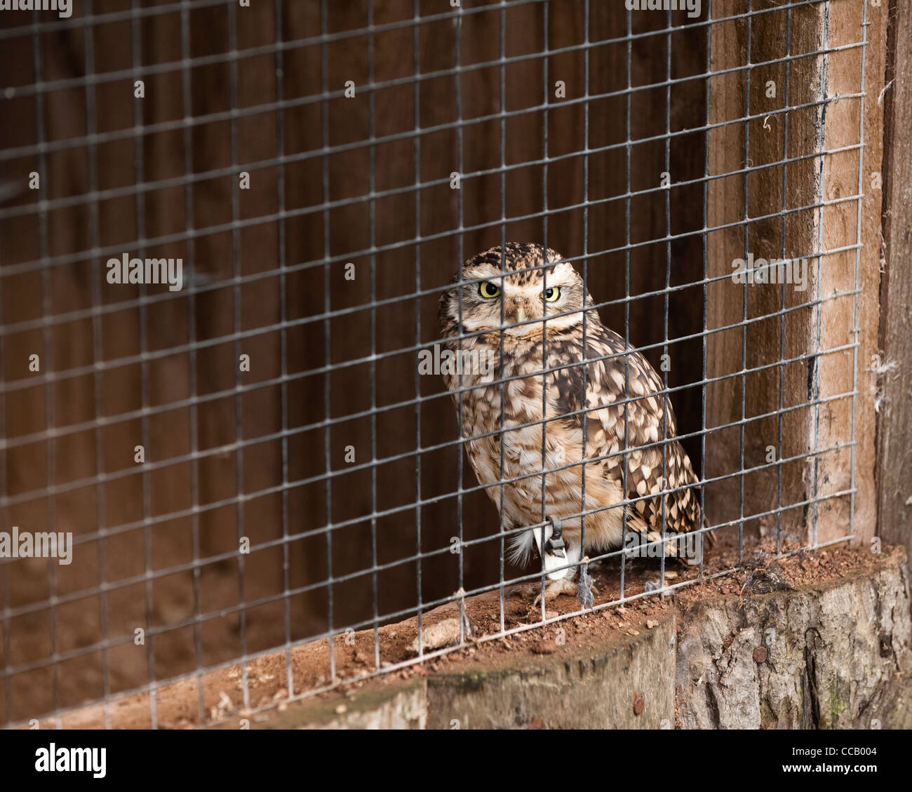 Burrowing Owl, Athene cunicularia Stock Photo Alamy