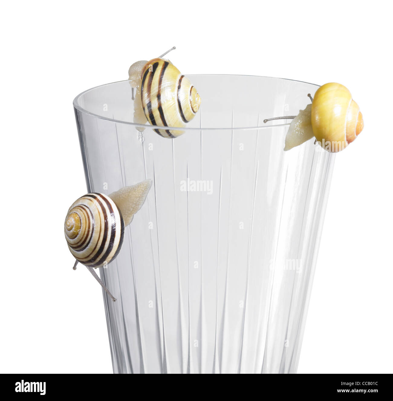 studio photography of some Grove snails while creeping on the edge on a drinking glass in white back Stock Photo