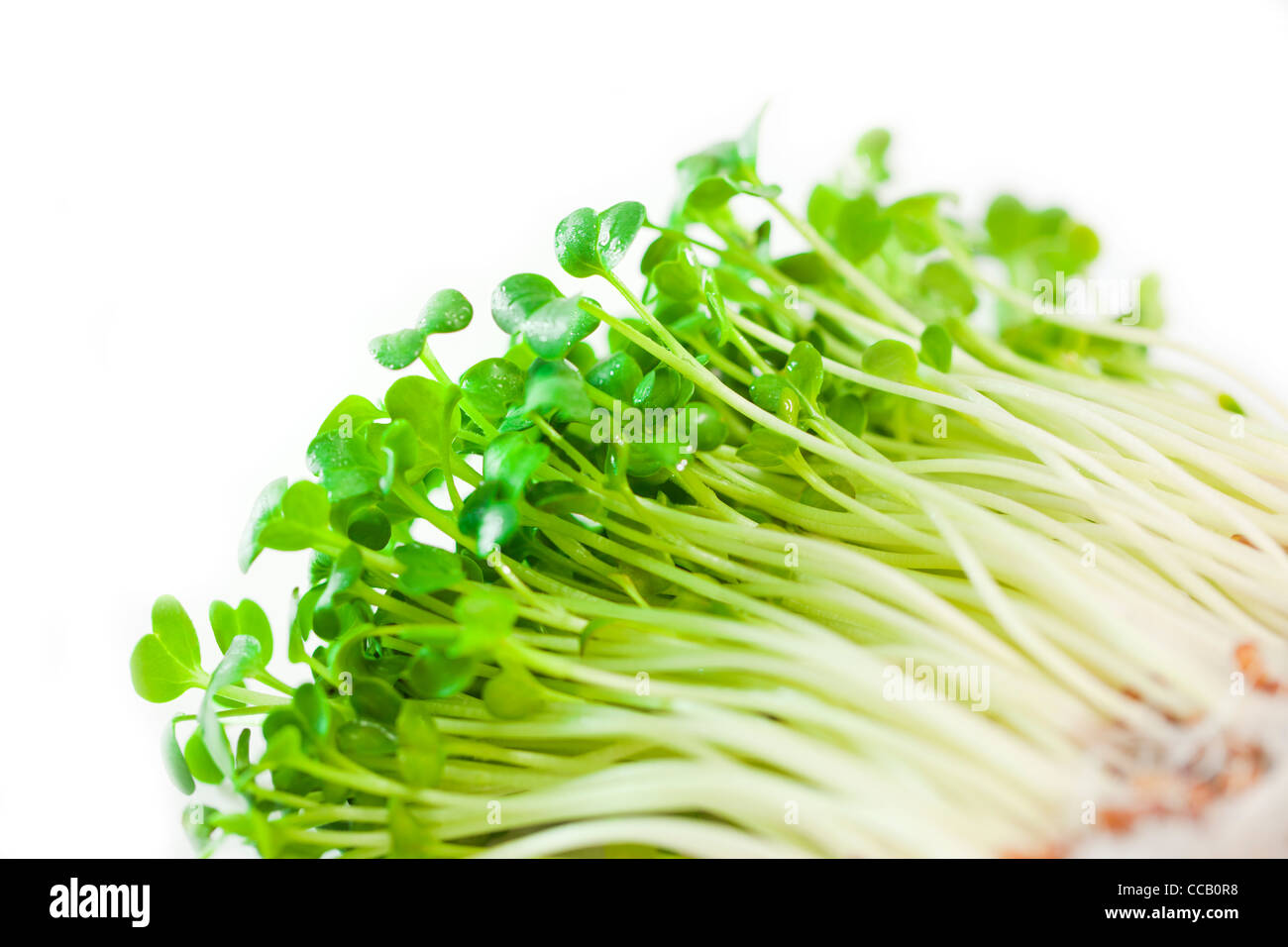 Daikon radish sprouts Stock Photo Alamy
