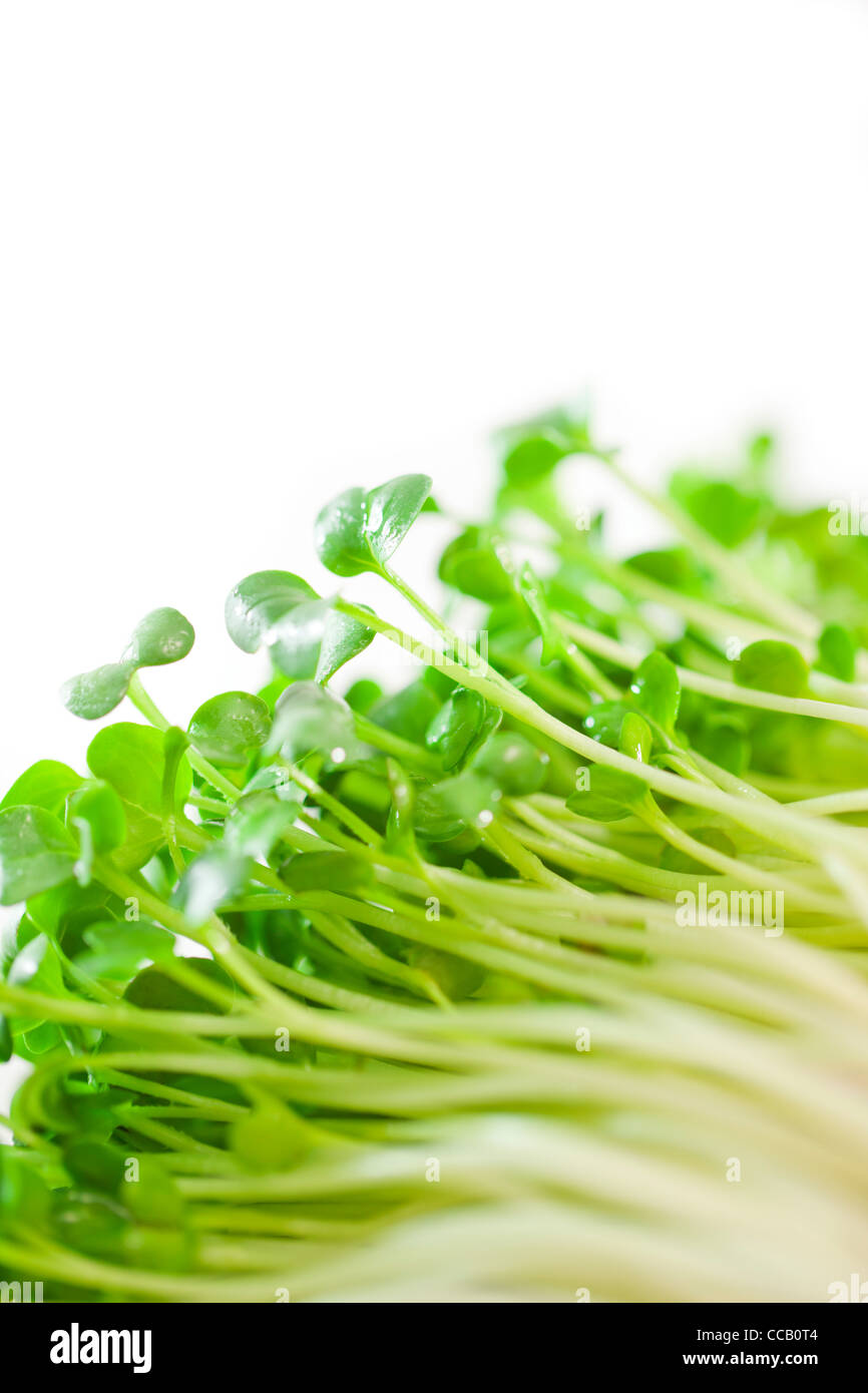 Daikon radish sprouts Stock Photo Alamy