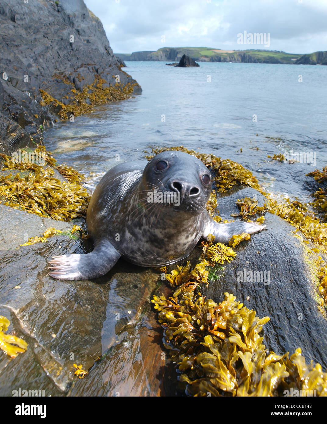 Grey seal wales hi-res stock photography and images - Alamy