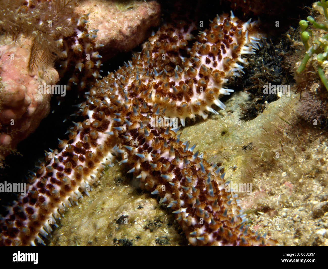 Starfish predator hires stock photography and images Alamy